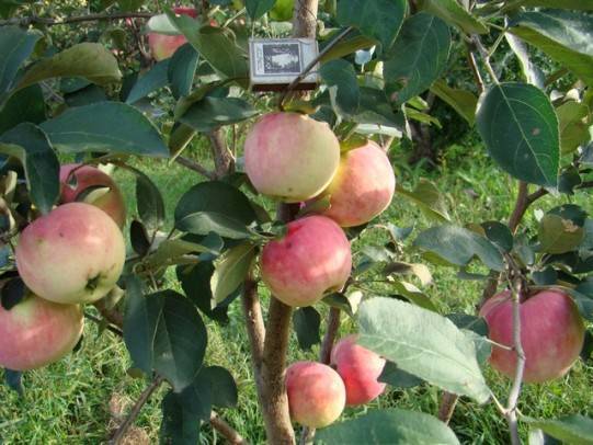 Яблоня башкирская красавица: описание сорта, посадка и уход, размножение, отзывы