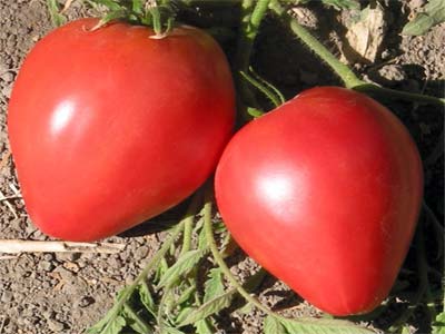 Вкусный томат большая мамочка: отзывы и 30 фото сорта