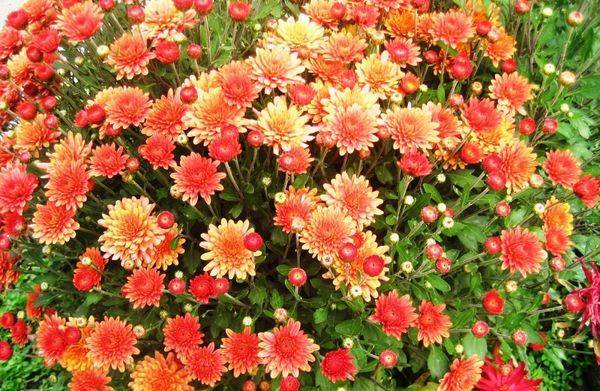 Хризантема кустовая: разновидности, посадка и уход, размножение