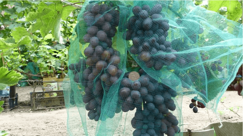 Сорт винограда «памяти учителя» описание с фото и видео