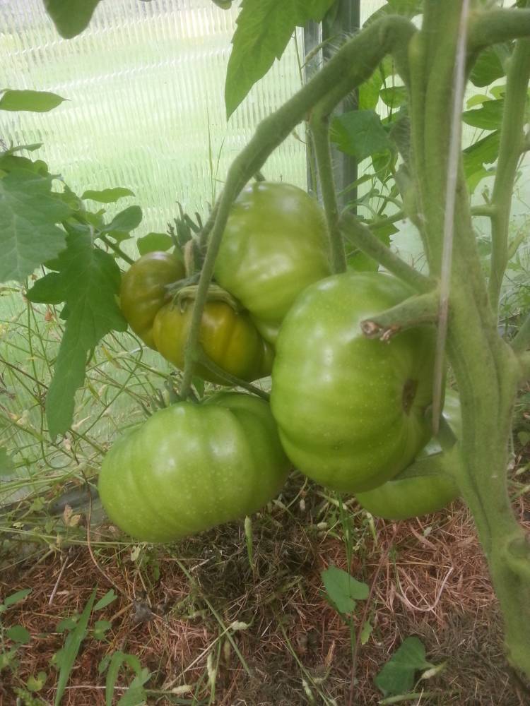 Описание зеленоплодного томата болото и особенности выращивания сорта