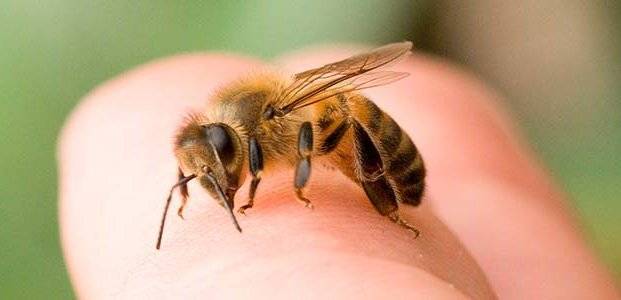 Укус пчелы, в чем опасность и как смягчить последствия укуса