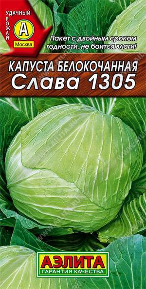 Капуста Слава 1305: выращивание рассады