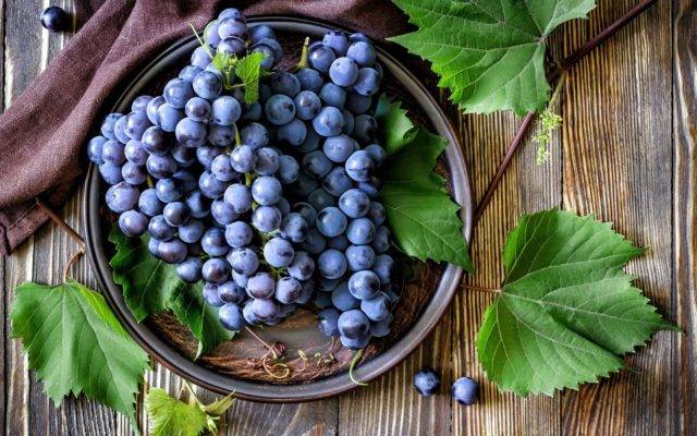 Виноград атос: описание и характеристики сорта, особенности выращивания и ухода