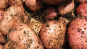 Картофель манифест: характеристика и особенности выращивания сорта