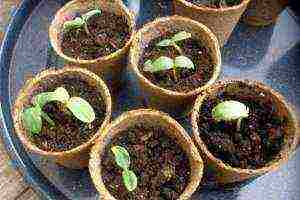 О посадке огурцов в торфяные таблетки: как сажать семя и вырастить рассаду