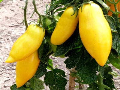 Суперпопулярный томат банановые ноги. детальное описание, отзывы и рекомендации по выращиванию