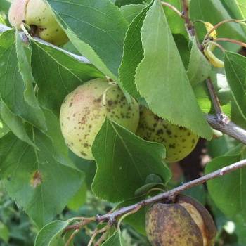 Чем болеют плодовые деревья: лечение фруктовых деревьев, почему трескается кора