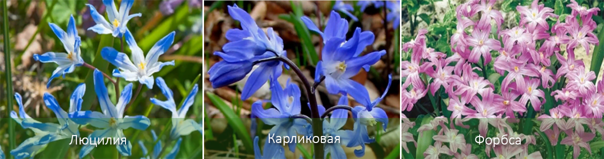 Цветок хионодокса — украшение для сада