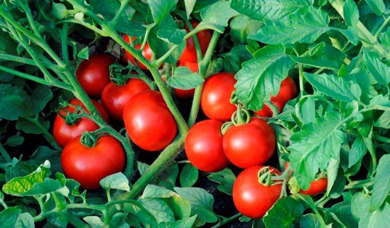 Подарок от сибирских селекционеров — томат «земляк»: описание сорта и правила его выращивания