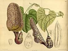 Кирказон обыкновенный — фото и свойства растения