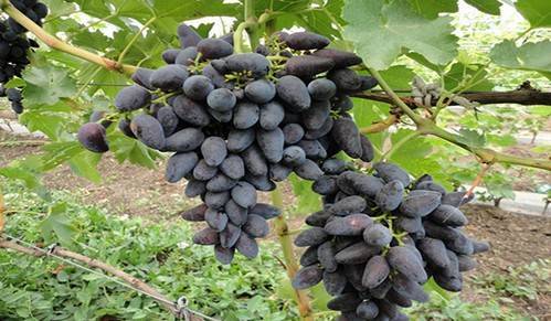 Лучшие универсальные сорта винограда для подмосковья (фото, описание)