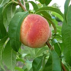 Описание и характеристики сортов и видов персиков, правила выбора для регионов