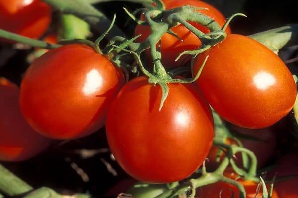 Лучшие сорта томатов 2020: для теплиц в подмосковье (фото)