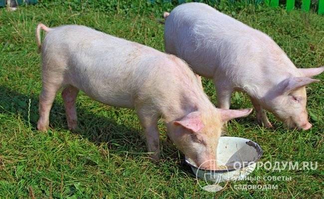 Аскаридоз свиней: причины появления, симптомы и лечение