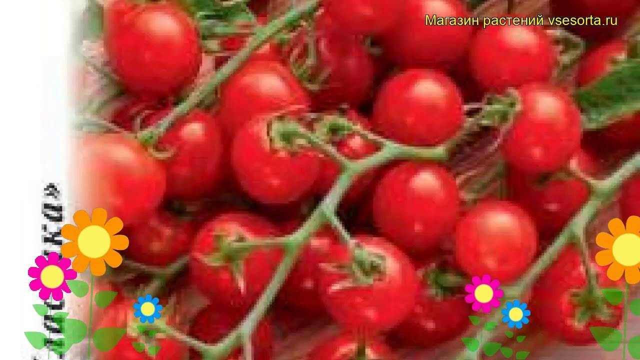 Необычный сорт томата дюймовочка