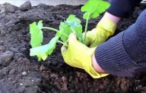 Любимые сочные кабачки: посадка семенами в открытый грунт и в теплицу (с фото и видео)