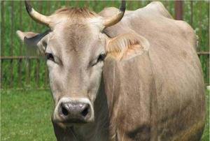 Порода коров холмогорская: особенности содержания и разведения