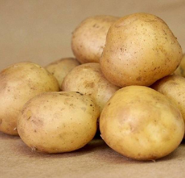 Картофель «велина»: характеристика сорта и особенности выращивания