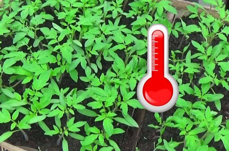Оптимальный температурный режим для рассады томатов, при какой выращивать
