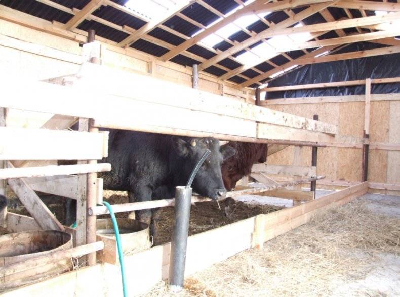 Как сделать сарай для быков: большим животным — крепкий дом