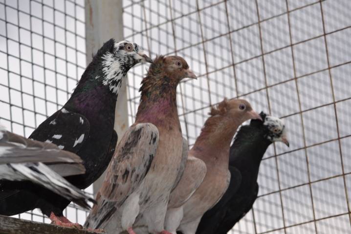 Узбекские голуби (20 фото): особенности бойной породы, двухчубые и декоративные виды
