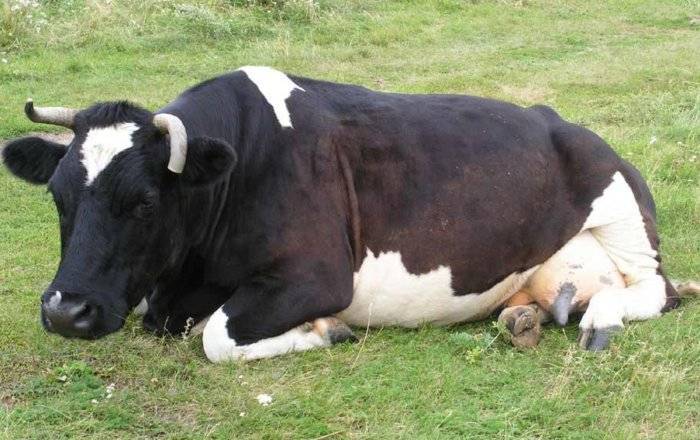 Выпадение матки у коровы после отела. способы лечения выпадения матки у коров