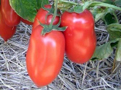 Описание томата великосветский: урожайность, отзывы и условия выращивания