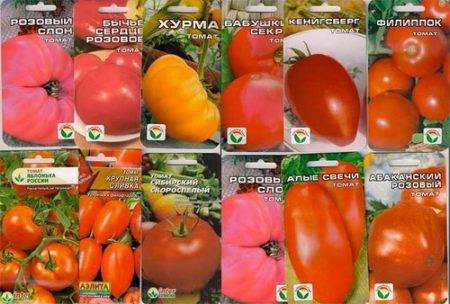 Сорта помидоров, устойчивых к фитофторозу