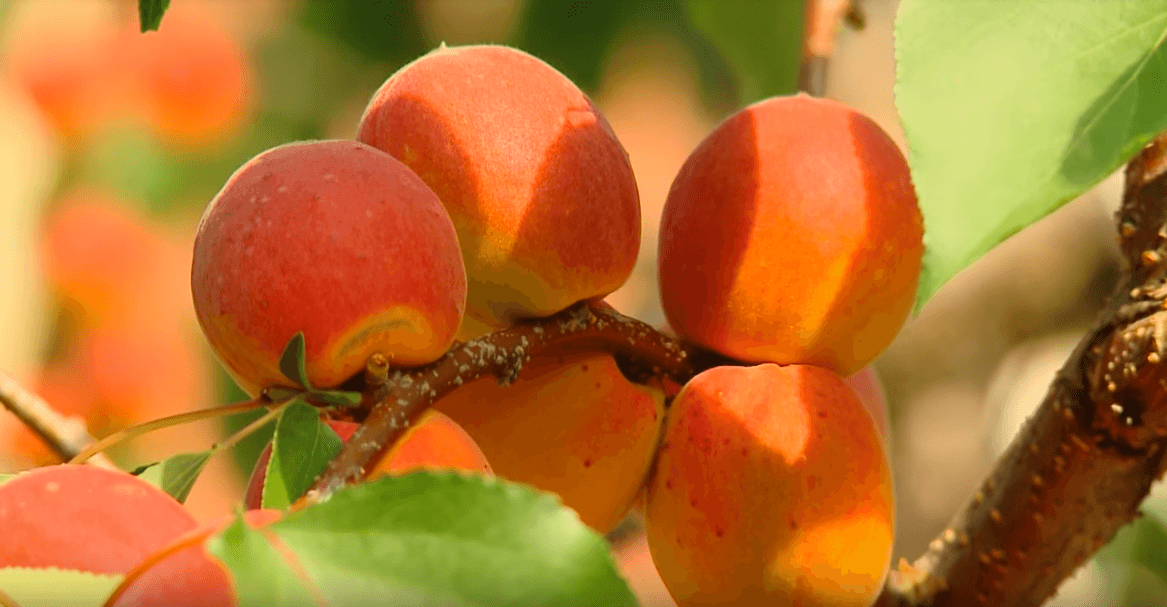 Характеристика высокоиммунного сорта абрикоса саратовский рубин