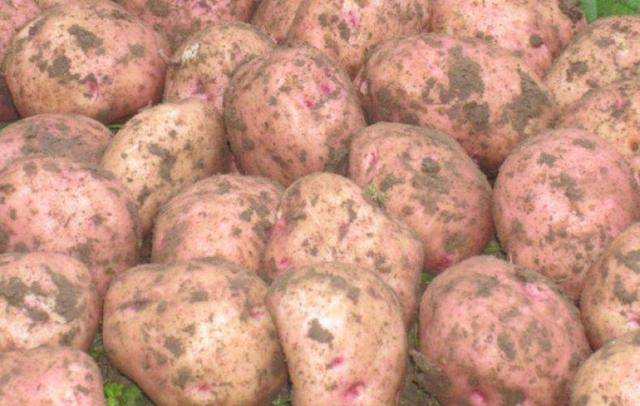 Ильинский сорт картофеля: описание, характеристика и фото