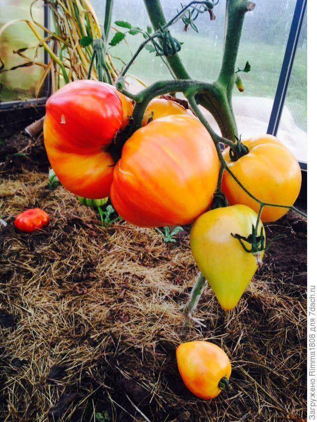 Томат сокровище инков f1: отзывы об урожайности помидоров, характеристика и описание сорта, видео и фото