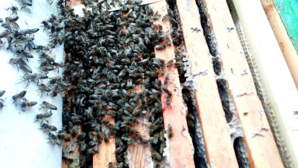 Как зимуют пчелы