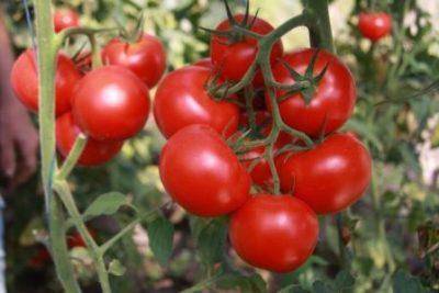 Сорт томата «катя f1»: описание, характеристика, посев на рассаду, подкормка, урожайность, фото, видео и самые распространенные болезни томатов