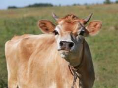Джерсейская порода коров: описание, уход и кормление
