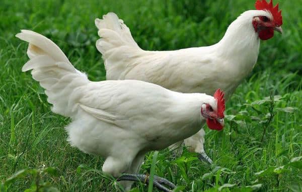 Выращивание бресс-галльской породы кур