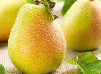 Груша дюшес — классический сорт со сладкими плодами