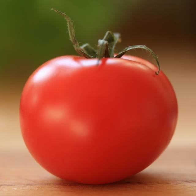 Выращивание томата настенька