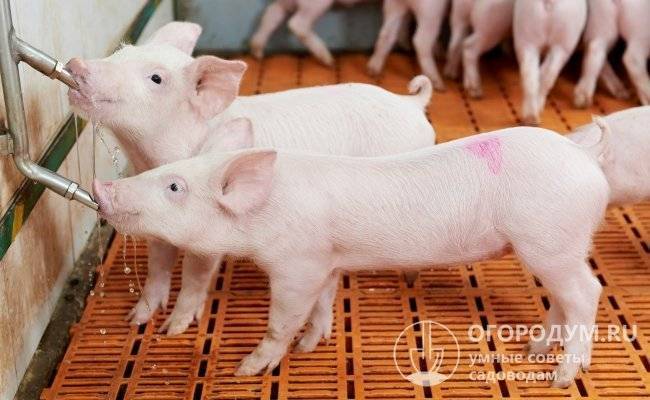 Как сделать и установить своими руками поилки для свиней