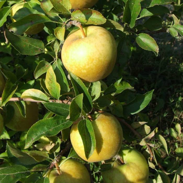 Сорт яблони Голден Делишес: фото, опылители