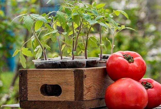 Проращивание семян томатов на рассаду