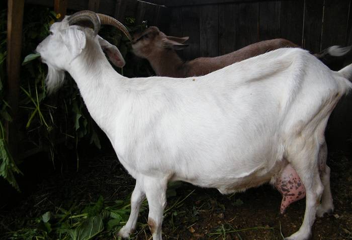 Горьковская коза: описание и характеристики породы, условия содержания и разведения