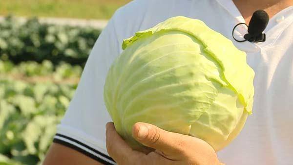 Витаминная капуста «глория» f1: вкусный и полезный овощ на вашем столе!