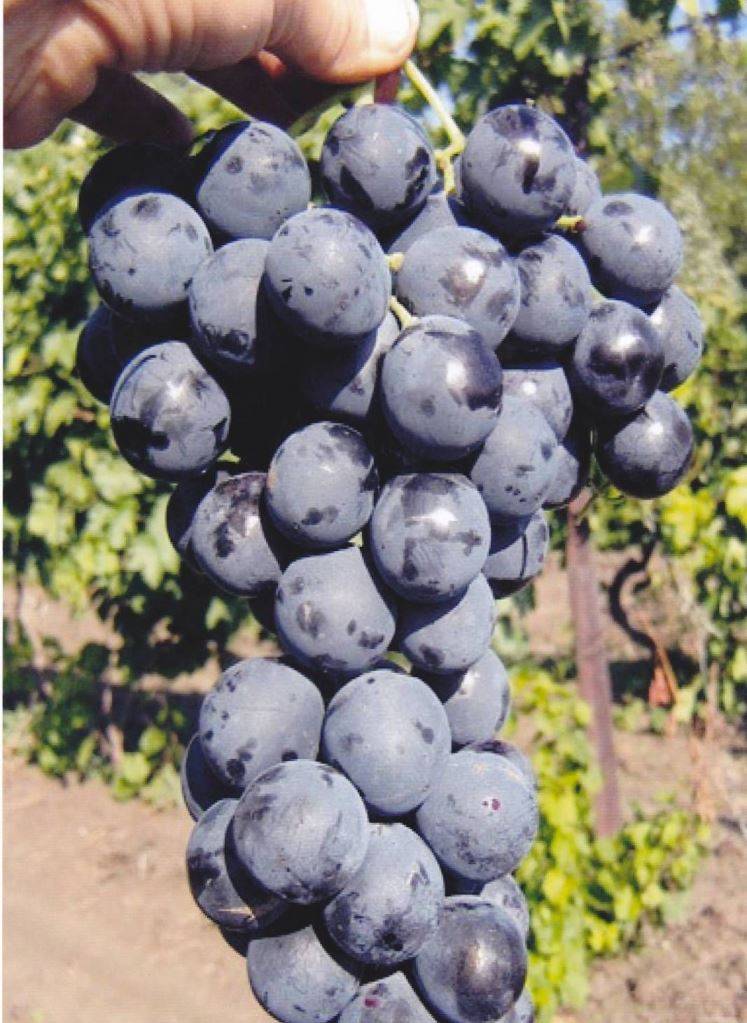 Сфинкс – ранний сорт винограда для дачников-новичков