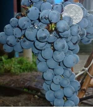 Особенности и основные характеристики винограда сорта гелиос