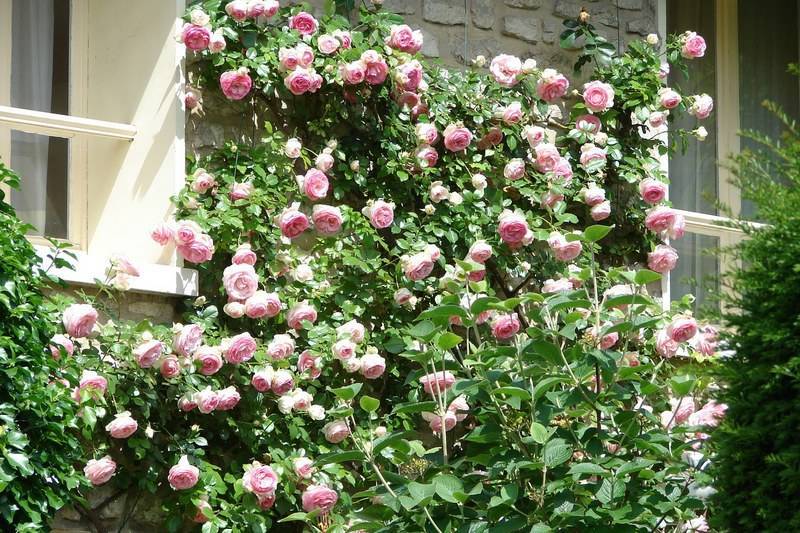 Способы размножения плетистой розы