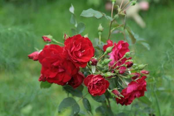 Самые зимостойкие сорта канадских роз – проверены российскими морозами!