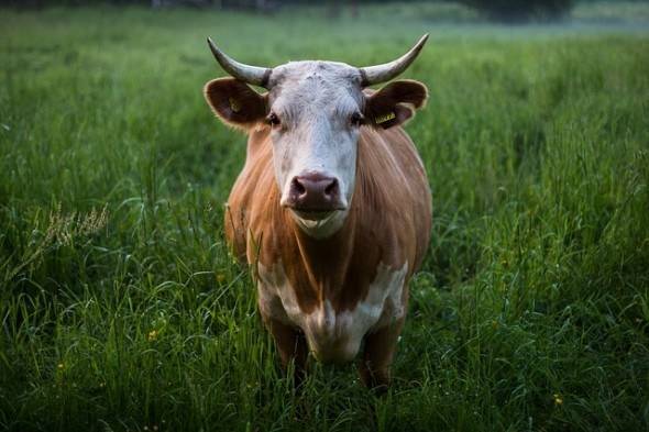 Что такое лейкоз у коров?