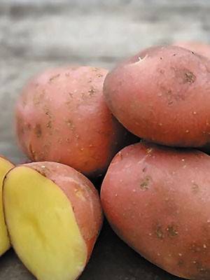 Сорт картофеля розара: описание, посадка и уход