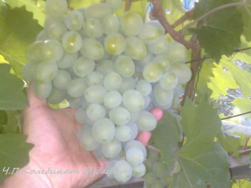 Подарок запорожью – виноград с янтарными ягодами